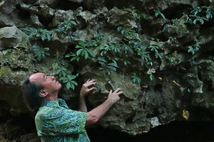 Patrick Blanc observing an Elatostema sp. population on limestone rocks with falcate strongly asymmetric leaves quite similar to species of the genus Sonerila,  Bantimurung, South Sulawesi, June 2019