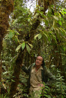 Patrick Blanc observing an epiphytic Cyrtandra in mossy forest, Kumul, 2800 m asl, Mount Hagen, Papua New Guinea, March 2016