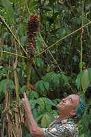 Patrick Blanc observing an old inflorescence of Tapeinochilos cf. salomonensis, Tenaru Falls, Guadalcanal, Solomon Islands, Sept. 2019