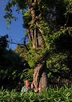 Patrick Blanc observing an old Wisteria climbing in a tree, Beaulieu sur Mer, France, June 2021
