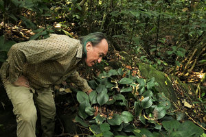 Patrick Blanc observing a patch of the carpeting Paracostus englerianus,  Campo, Cameroun, March 2017