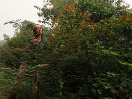 Patrick Blanc observing a Phyllanthus at the edge of a shola forest, Maragunda, Karnataka, India, June 2018