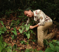 Patrick Blanc observing a plain green and a prominently silver parched individuals side by side of Cercestis mirabilis, Kribi, Cameroon, March 2018