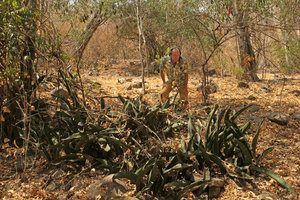 Patrick Blanc observing a population of a green leaved form of Sansevieria kirkii,  Nsumbu NP, Tanganyika lake, Zambia, Sept. 2017