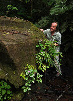 Patrick Blanc observing a population of Calvoa orientalis on a vertical mossy rock surface, Amani FR, East Usambara, Tanzania, Jan. 2021