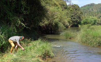 Patrick Blanc observing a population of Cryptocoryne spiralis on the banks of the Kabini river, Kerala, India, Jan. 2023
