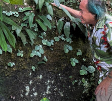 Patrick Blanc observing a population of Loxocarpus incanus on a vertical mossy rock face just 41 years after his first observation in 1984, Penang Hill, Malaysia, Sept. 2025