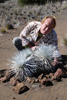 Patrick Blanc observing Argyroxiphium sandwicense, Hawaii, Jan. 2008