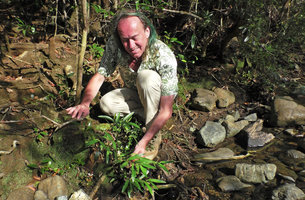 Patrick Blanc observing a rheophytic species o Piper, Alejandro de Humboldt NP, Cuba, Feb. 2017