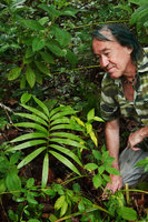 Patrick Blanc observing a single leaved Zamia prasina, Gaia, Mountain Pine Ridge FR, Belize, Jan. 2020