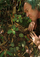 Patrick Blanc observing a small cryptic Phyllagathis, probably a new species related to P. tonkinensis or P. megalocentra, Ba Na Hills, Da Nang, Vietnam, Oct.2018