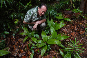 Patrick Blanc observing a small Curculigo species in forest understory, Deramakot FR, Sabah, Borneo, July 2022