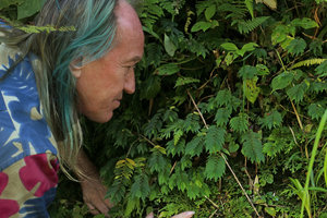 Patrick Blanc observing a small Elatostema growing on mossy rocks, Thac Tinh Yeu, Sapa, Vietnam, Nov. 2017