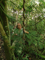 Patrick Blanc observing a strange spirally climbing fern rhizome, Resurrection waterfall, Aguas Mornas, Santa Catarina, Brazil, Oct. 2018
