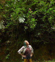 Patrick Blanc observing a Strobilanthes population on vertical rocky substrate, with bright indian pink flowers, Bukittinggi, West Sumatra, Dec. 2016