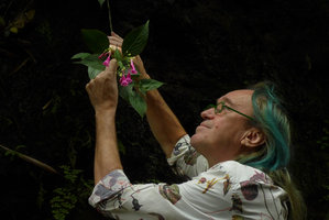 Patrick Blanc observing a Strobilanthes with bright indian pink flowers, Bukittinggi, West Sumatra, Dec. 2016