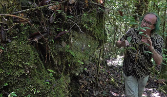 Patrick Blanc observing a tall branched individual an seedlings of Cyrtandra sp. on vertical mossy rock face, Manusela NP, 800 m asl, Seram, Moluccas, May 2024