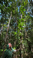 Patrick Blanc observing a tall individual of Freycinetia spectabilis climbing along a forest tree trunk, Roches de la Ouaieme, Hienghene, New Caledonia, Aug. 2023