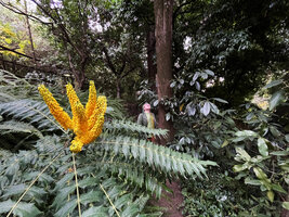 Patrick Blanc observing a tall Podocarpus just Behind Mahonia oiwakensis in full bloom, Serre de la Madone, Menton, France, Nov. 2021