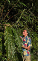 Patrick Blanc observing a the erect infructescence and the large leaves of Alpinia musifolia, Malaunay, 1100 m asl, Valencia, Negros Oriental, Philippines, Jan. 2025