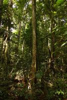 Patrick Blanc observing a tiny neotenic Freycinetia elegantula climbing 10 m high along a tree trunk, Karawari, Sepik, Papua New Guinea, March 2016