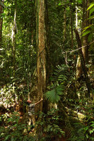 Patrick Blanc observing a tiny neotenic Freycinetia elegantula climbing along a tree trunk, Karawari, Sepik, Papua New Guinea, March 2016