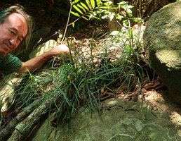 Patrick Blanc observing a vegetative population of Ophiopogon  chingii, Son Tra, 100 m asl, Da Nang, Vietnam, Oct. 2018
