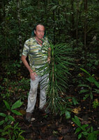 Patrick Blanc observing a young monocaulous Semecarpus lineatus in forest understory, way to Danum Valley, Sabah, Borneo, July 2022