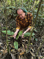 Patrick Blanc observing a young Ravenala hladikorum with long petioled leaves and horizontal leaf blade, Anamalazaotra NP, Andasibe, Madagascar, Aug. 2024