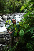 Patrick Blanc observing Begonia cf. weigallii growing on the banks of a fast flowing forest stream, Imbu Rano, Kolombangara, Solomon Islands, Sept. 2019