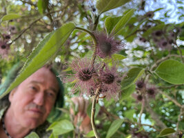Patrick Blanc observing Broussonetia papyrifera female inflorescences, Paris, April 2022