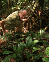 Patrick Blanc observing Culcasia striolata, Mont des Elephants, Kribi, Cameroon, March 2018