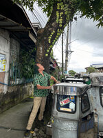 Patrick Blanc observing Dischidia platyphylla covering tree branches in city centre, Nagcarlan, Laguna, Luzon, Philippines, Jan. 2025