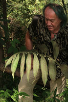 Patrick Blanc observing Disporopsis longifolia, Doi Inthanon NP, 800 m asl, Thailand, Nov. 2018
