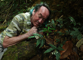 Patrick Blanc observing flowering Argostemma propiquum, Phang Nga, Thailand, March 2022