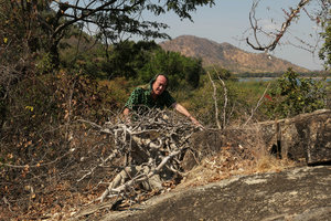 Patrick Blanc observing Fockea multiflora in its rocky habitat, Lake Malawi NP, Aug. 2017
