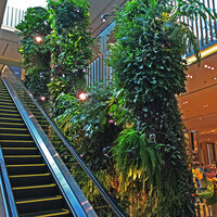 Patrick Blanc observing growth of plants on his Green Columns at Robinsons, Festival City, Dubai, Jan. 2018