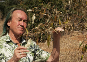 Patrick Blanc observing inflorescences and silver lower leaves surface of Croton gratissimus,  Chobe NP, Botswana, Sept. 2017