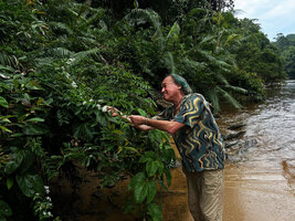 Patrick Blanc observing Jasminum nitidum climbing on shrubs along the banksn of Tahan river, Taman Negara, Malaysia, Sept. 2025