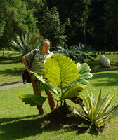 Patrick Blanc observing Leea macrophylla planted like Alocasia macrorrhizos, Queen Sirikit BG, Chiang Mai, Thailand, Oct. 2023