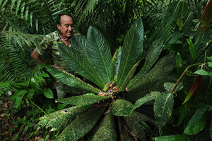 Patrick Blanc observing lleaf litter accumulation from canopy trees in the center of the giant rosetted monocaulous Cybianthus anthuriophyllus in forest understory, Yasuni NP, Ecuador, Aug. 2021