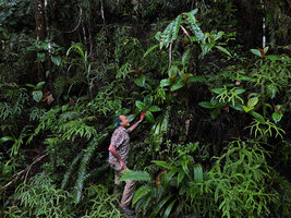 Patrick Blanc observing Medinilla cf. ceramensis on a vertical earth bank, Manusela NP, Seram Moluccas, April 2024