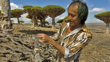 Patrick Blanc observing old dry stems of Dracaena cinnabari, Socotra, March 2005