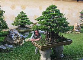 Patrick Blanc observing old Ficus bonzais with aerial roots, Hue, Vietnam, Oct. 2018