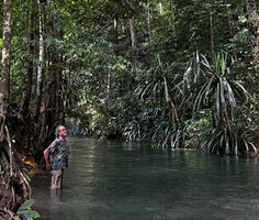 Patrick Blanc observing Pandanus balenii population edging the forest stream banks, Kali Biru, Warsambin, Waigeo, Raja Ampat, West Papua, May 2025