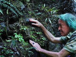 Patrick Blanc observing Peperomia pedicellata and Lobelia nubicola on seeping mossy rock, Biotopo del Quetzal, Baja Verapaz, Guatemala, Jan. 2020