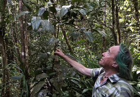 Patrick Blanc observing Phyllanthus aeneus, Parc Riviere Bleue, New Caledonia, Aug. 2023