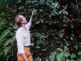 Patrick Blanc observing Sarcandra glabra, Cameron Highlands, Malaysia, Aug. 1991
