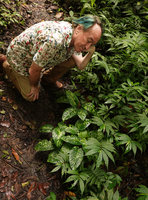 Patrick Blanc observing Schismatoglottis calyptrata and Elatostema cf. integrifolium, Tenaru Falls, Guadalcanal, Solomon Islands, Sept. 2019