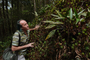 Patrick Blanc observing Scindapsus kinabaluensis among Dawsonia longifolia, Kinabalu NP, 1500 m asl, Sabah, Borneo, July 2022